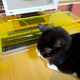Image for article titled Protect Your Keyboard From Cats